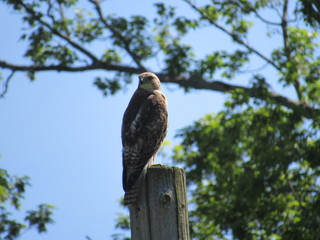 perched hawk