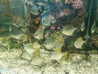 tropical fish in water