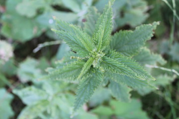green leaf with water drops