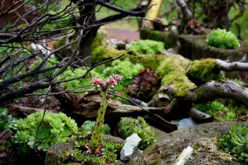 mysterious stone garden