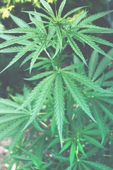 Young marijuana green plant growing outdoor in the garden. Hemp leaf. Alternative treatment. Hemp leaf.