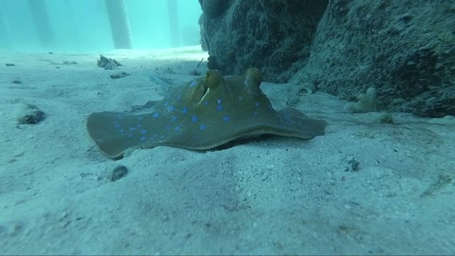 Bluespotted ribbontail ray or (Taeniura lymma) at the bottom in the sea.