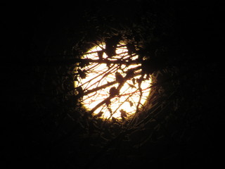 full moon behind tree