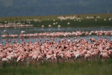 Obraz premium flamand rose