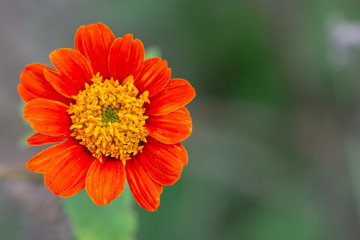 orange flowers with yellow pollen (Tithonia rotundifolia),