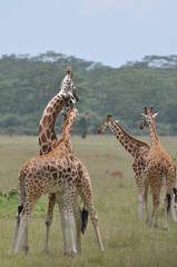 girafe