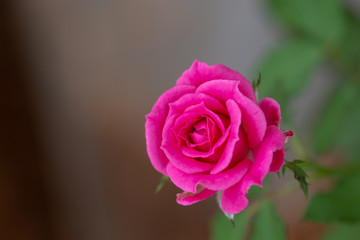 Pink rose flower 