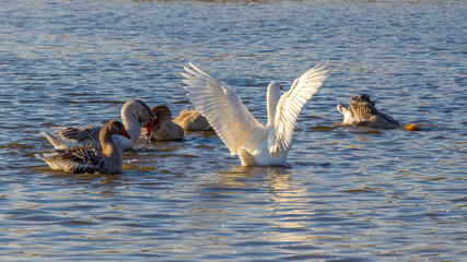 Geese float on the river, goose with wings raised up_