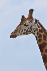 tête de girafe