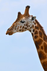 tête de girafe