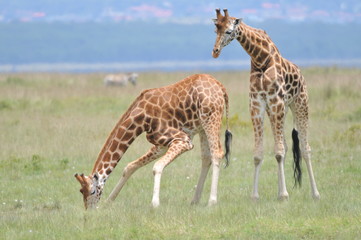 girafe couple