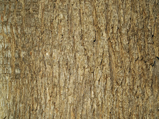 close up, texture of palm tree bark. Natural background