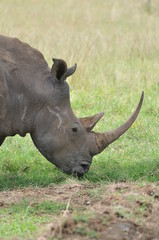 Obraz premium rhinoceros