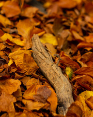 autumn leaves and a piece of old wood