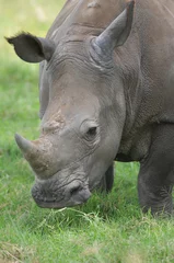 Foto op Plexiglas rhinoceros © netaddict21