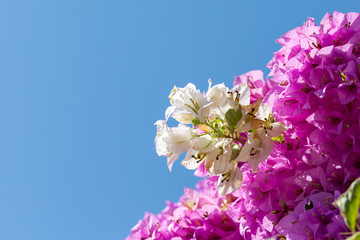 Colorful of Bougainvillea flowers in the nature