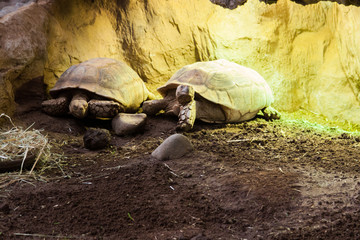 Tortue