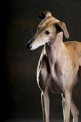 Portrait of a Spanish greyhound with head down