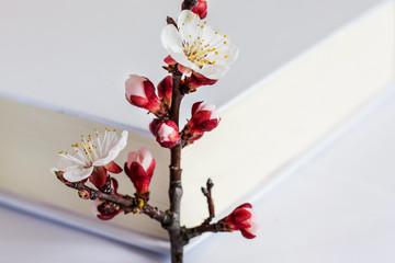 Apricot branch with flowers near book with white cover _