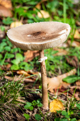 Champignon