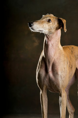 Portrait of a Spanish greyhound with head up