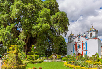 Árbol del Tule