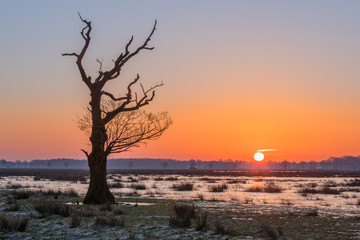 Sunrise in the swamp with bare tree