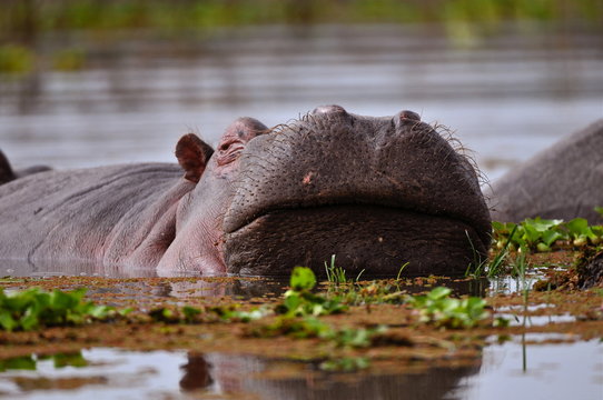 1 975 Best Hippopotame Images Stock Photos Vectors Adobe Stock 1 975 Best Hippopotame Images Stock Photos Vectors Adobe Stock
