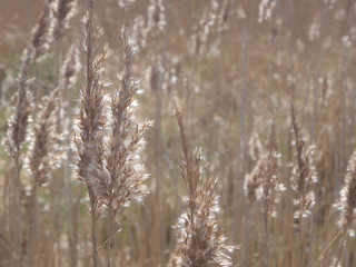 Grass in Sunlight - left