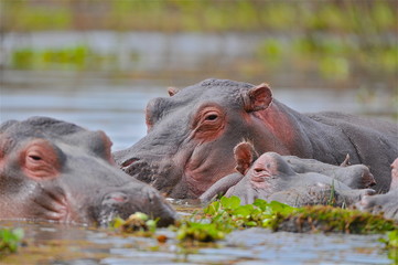 Fototapeta premium hippopotame