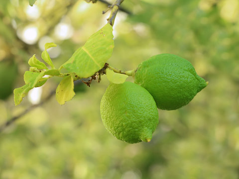 Close up of green limes on a lime tree. Lemons, Limes or Citrus Fruit background