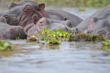 Fototapeta premium hippopotame