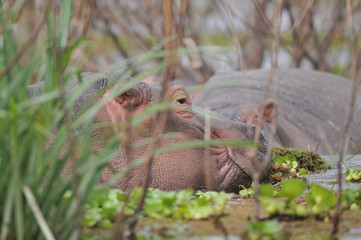 hippopotame