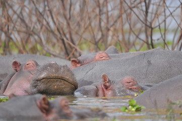 hippopotame