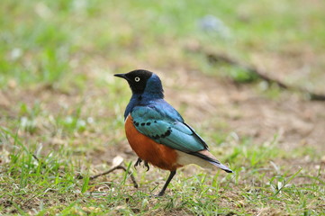 oiseau savane