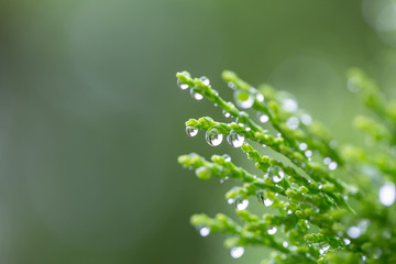 Macro of green pine branch with rain drops ,Pine needle with big dewdrops after rain