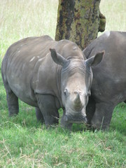 Naklejka premium rhinoceros