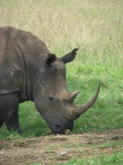 Fototapeta premium rhinoceros
