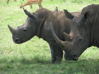 rhinoceros