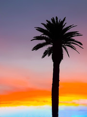 Palm tree silhouette against intensely colored sunset sky