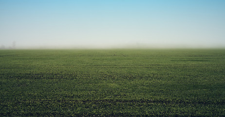 Fototapeta na wymiar field in foggy haze, rural landscape