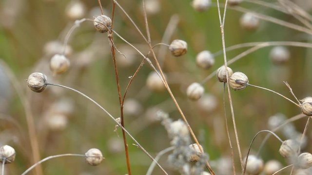 Ripe Flax (Linum usitatissimum) or linseed in agricultural field