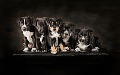 Litter of puppies pose on box on low key background