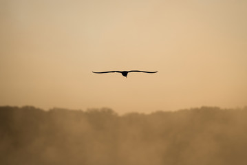silhouette of bird in sunrise over a lake