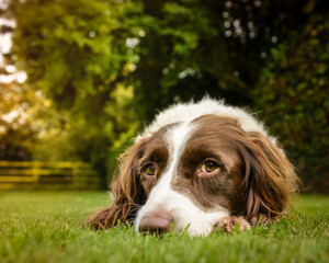 Calm liver and white springer rests in yard