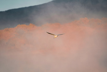 bird in sunrise over a lake