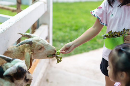 Children feed vegetables to goats on a farm.