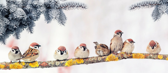  Christmas card with lots of cute little birds, the sparrows sitting in the winter garden under fir...