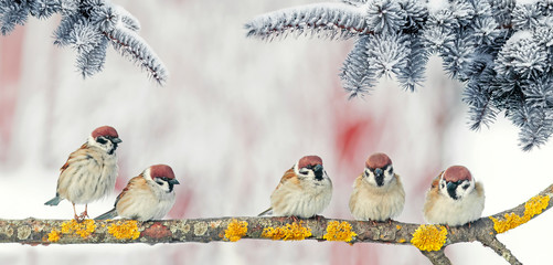festive new year card with small funny birds sparrows sit in winter Park on the branch