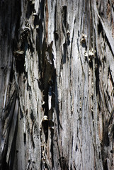 wood bark gray brown texture background 